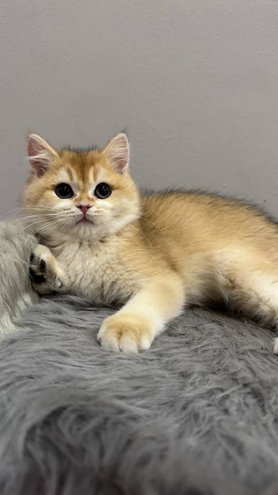 Британская золотая шиншилла