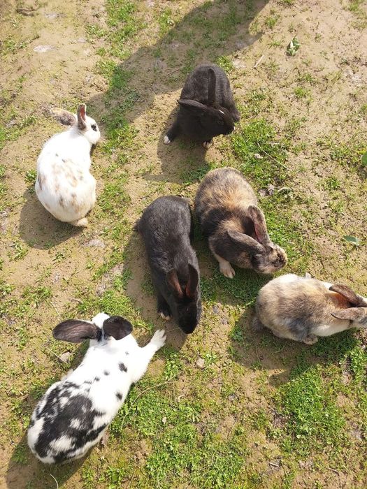 Quyon bolalari sotiladi