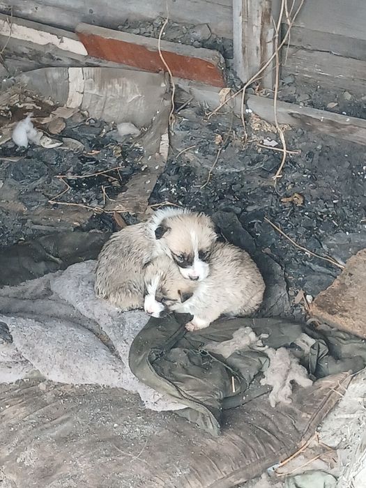 Продам красивых щенят