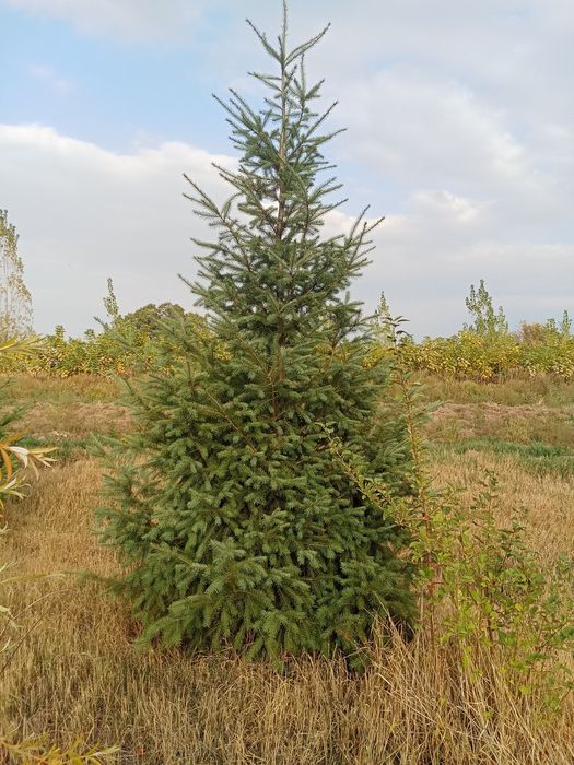Пихта от 3 до 5метров