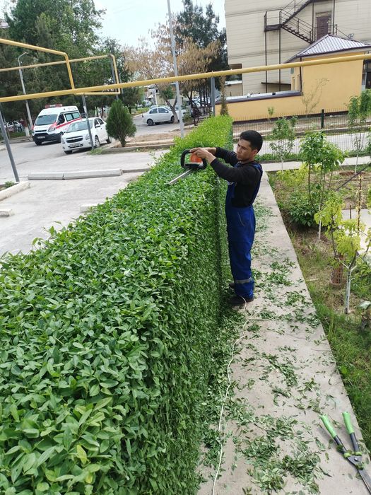 Профессиональный Садовник стаж 10лет больше - Прочие услуги Ташкент на Olx