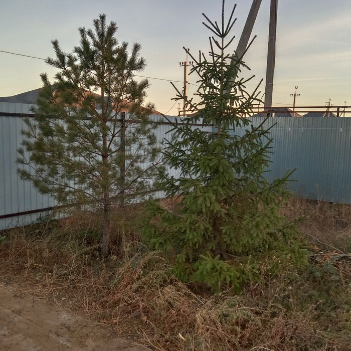 Ель и соснА продается