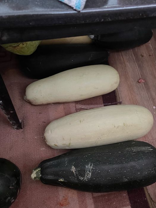 Продам кабачки дачные,