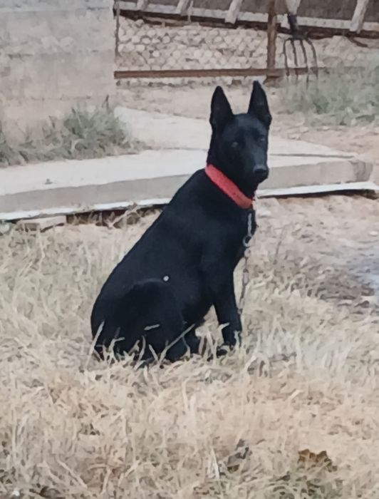 Овчарка самец продам