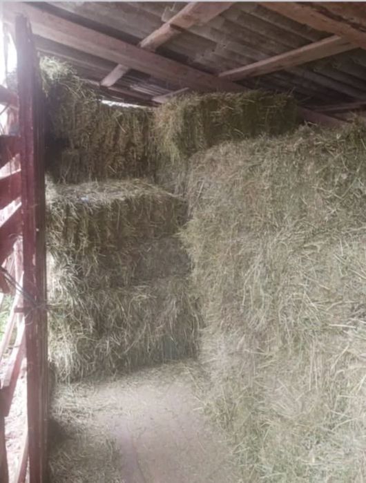 Baloti lucernă – prima coasă – 18 lei/buc Boteni Dambovita