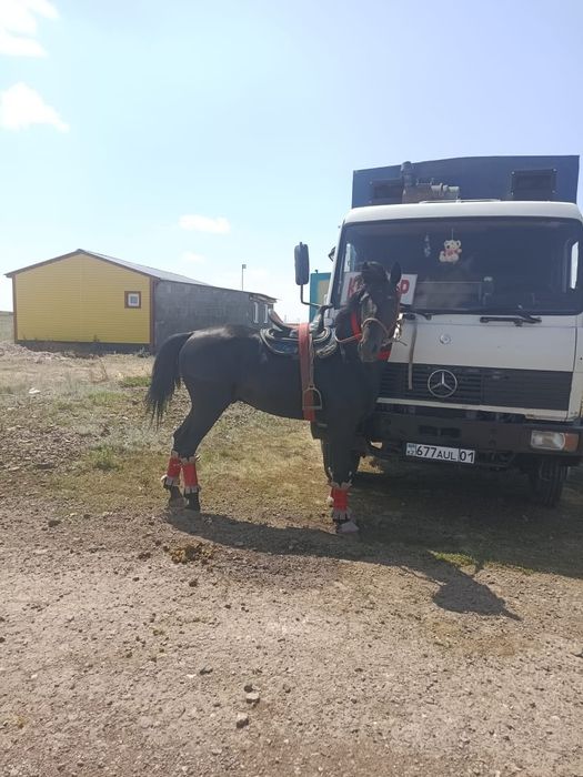 Айғыр 4 жасар сатылады