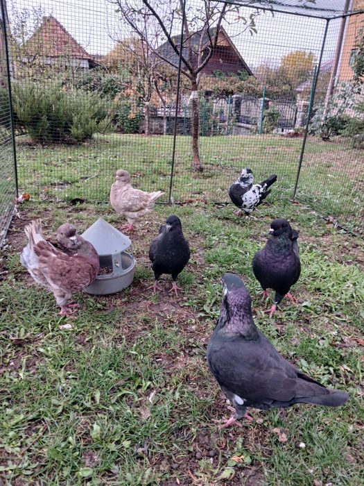 Vind  șapte porumbei.