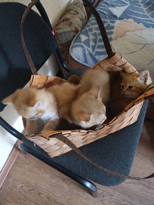 Дарю котят. 3мальчика. 1девочка