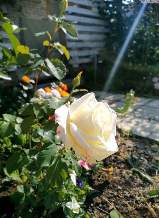 Продам розы разные