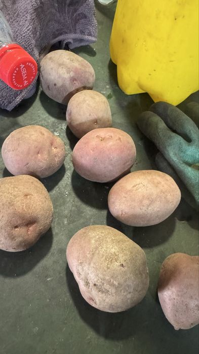 Семенная картошка