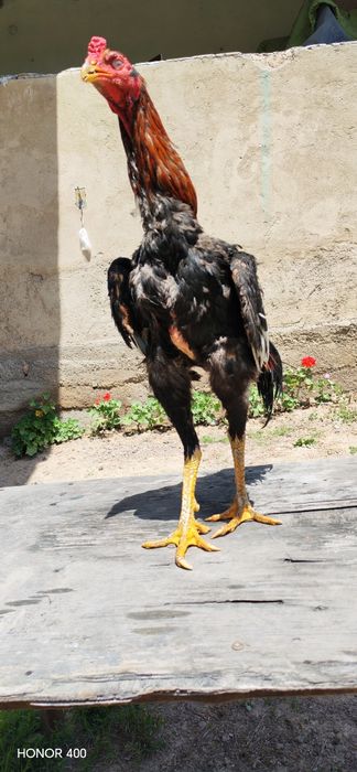 Dakan xuroz vetnam