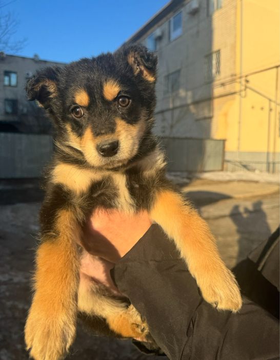 Щенки девочки срочно ищут дом!