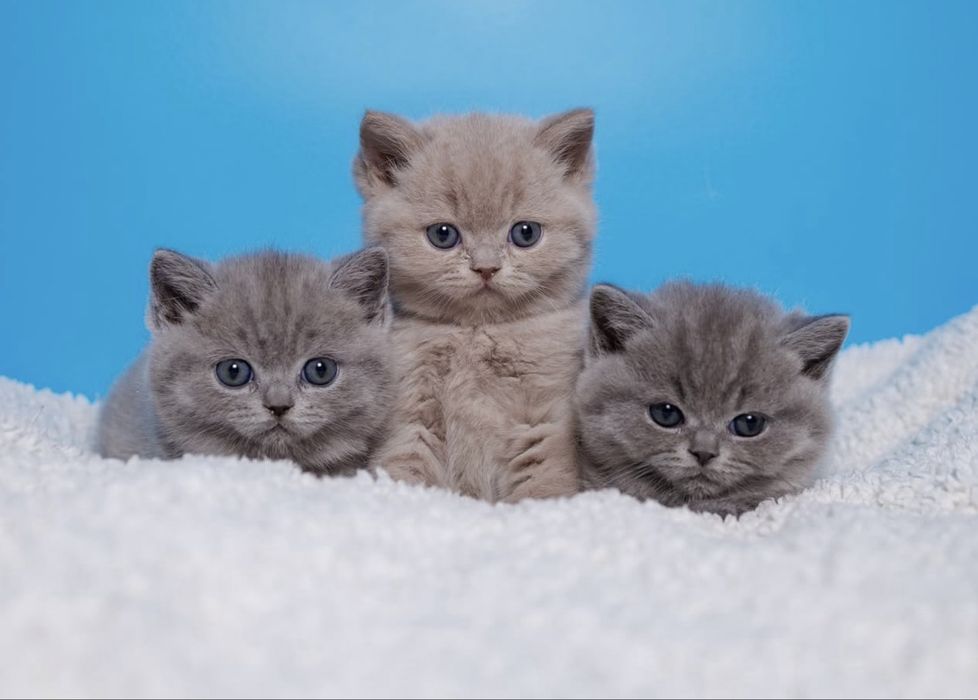 лиловый британский котенок - мальчик