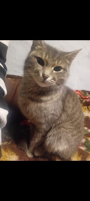 Кошечка  в добрые руки