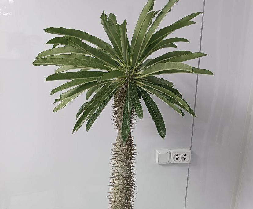 Пахиподиум или Мадагаскарская пальма уход и популярные виды