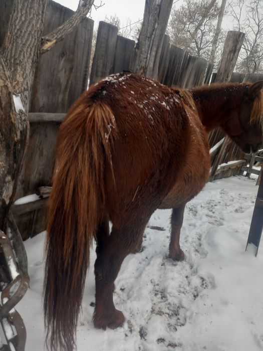 Продам жеребую кобылу