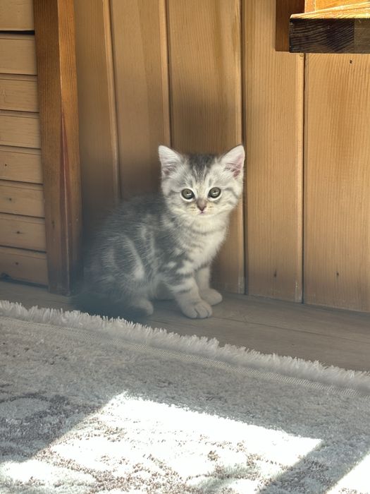 Продам котенка. Шотландец