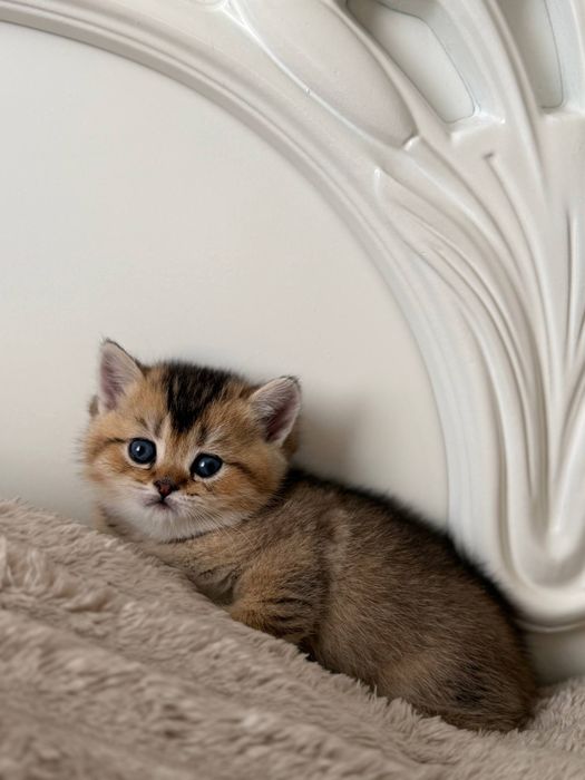 Продаётся чистокровный шотландский котёнок мальчик скоттиш-страйт