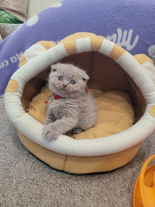 Шотландски клепоухи котета на 2 месеца