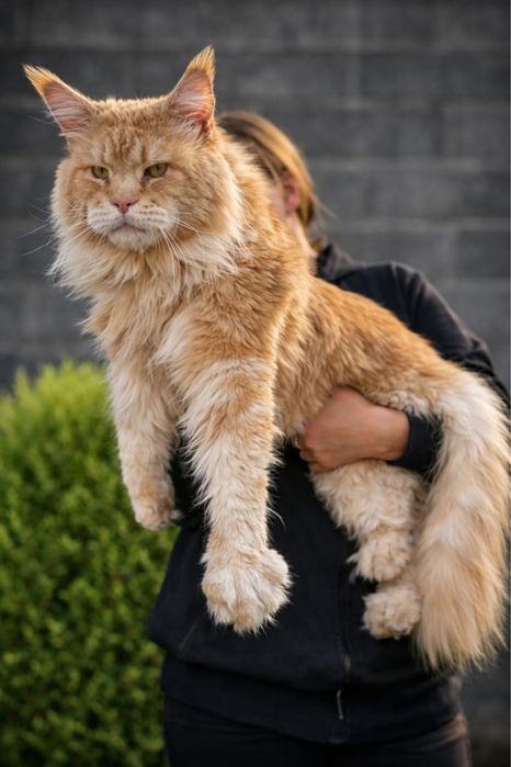 Котята породы  Мейн-кун