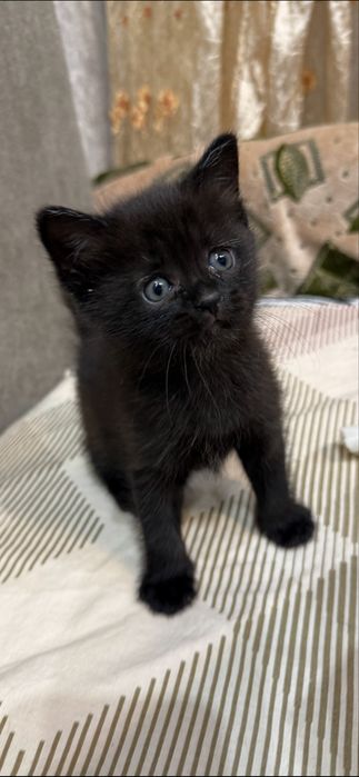 Котята  бесплатно
