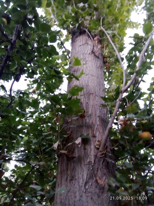 Teraklar sotiladi oq va koʻk terak