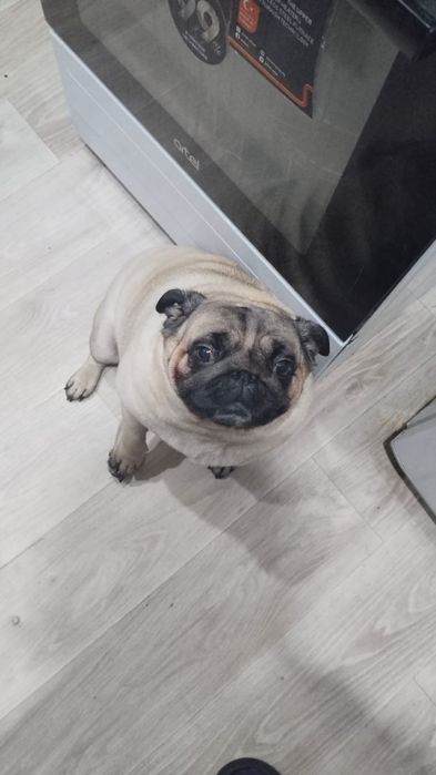 Срочно! Подарю Мопса!