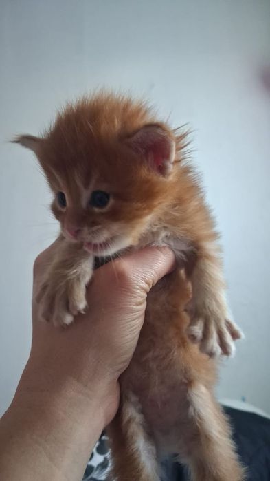 Котята Мейн Кун ( питомник)