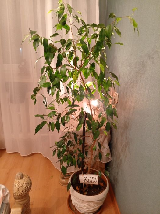 Декоративные комнатные цветы