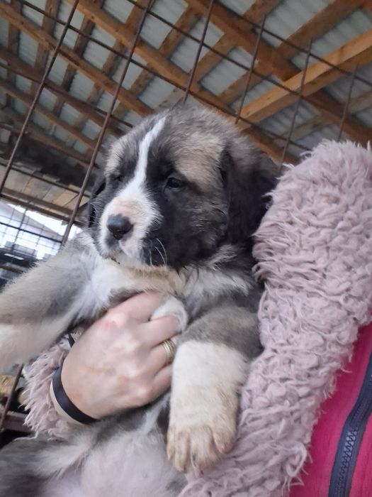 Ciobanesc asia centrala