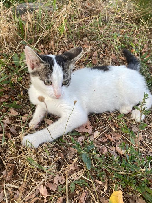 o pisicuta frumoasa pt adoptat