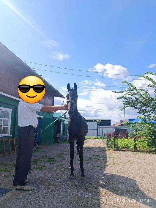 Продам жеребчика