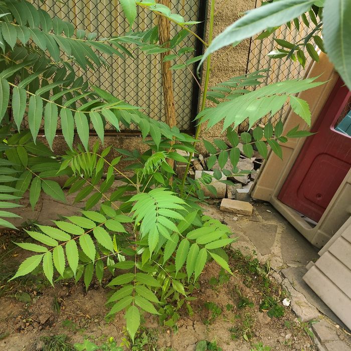 Саженцы дерева Сумах продам