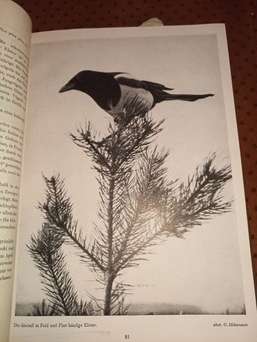 Книги за птици орнитология