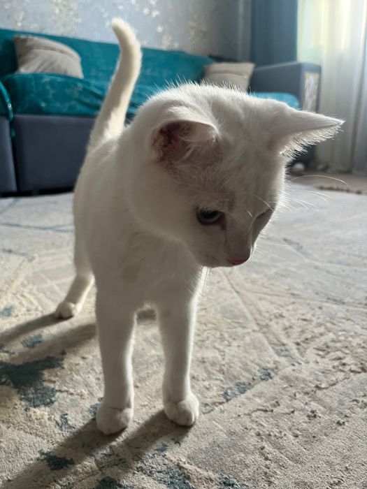 Отдам котенка Khao Manee