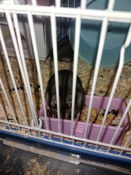 Джунгарский хомячок