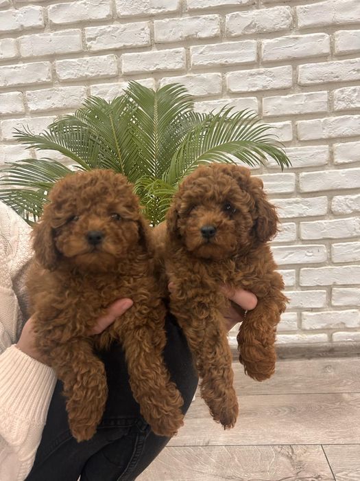 Мини Той Пуделчета