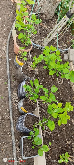 Гортензия, гибискус.