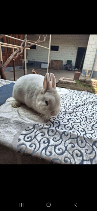 samets  quyon  sotiladi