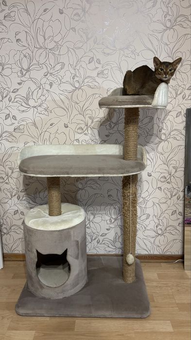 Когтеточка большая