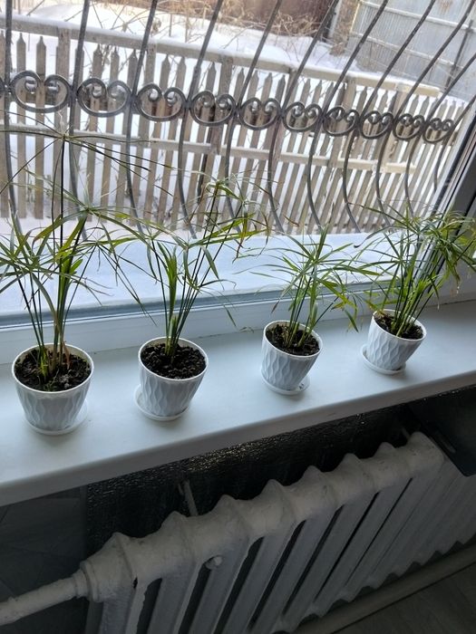 Цветок комнатный водохлеб