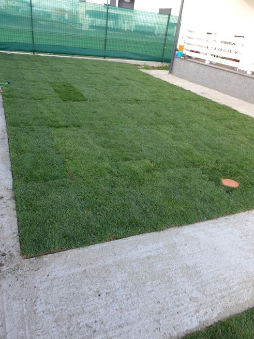 Tuia leylandii gazon rulou