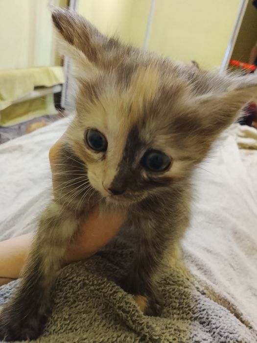 Бесплатно! Только в добрые руки!!!