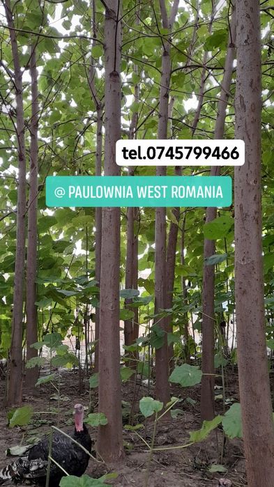 Direct din pepiniera proprie,copăcei si  butași Paulownia, creștere rapidă,3-5m/an