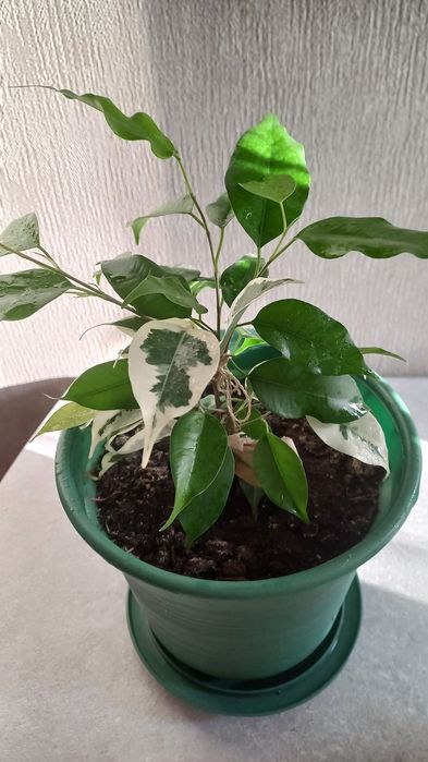 Продам фикус Бенджамина
