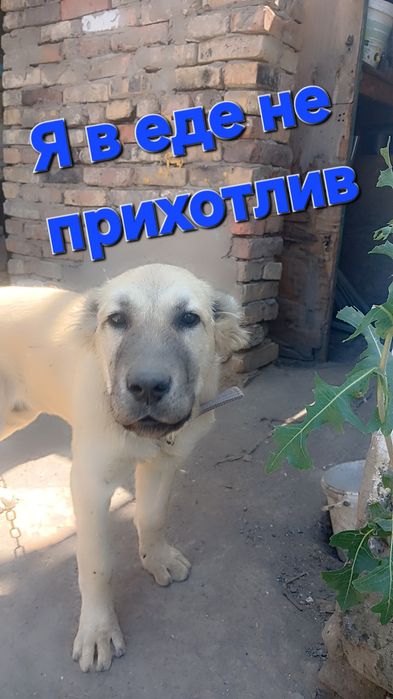 Животное. Щенок. Алабай.