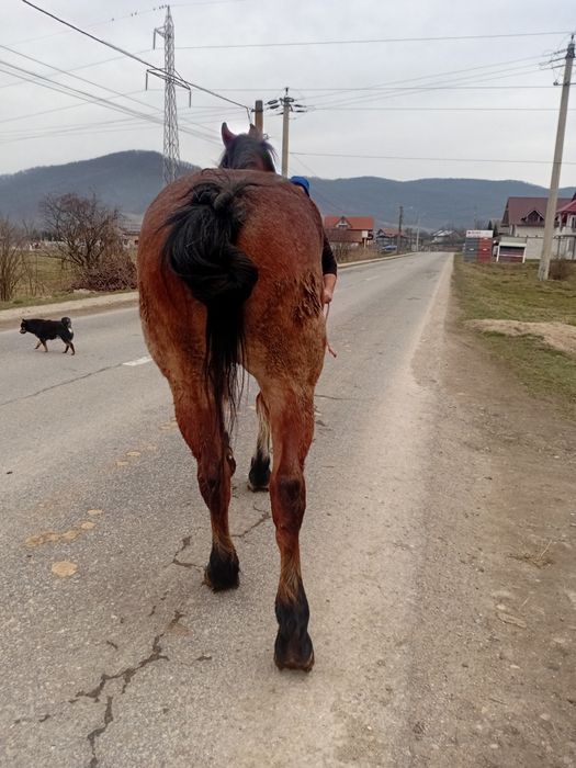 Vând iapă de 7 ani cu acte