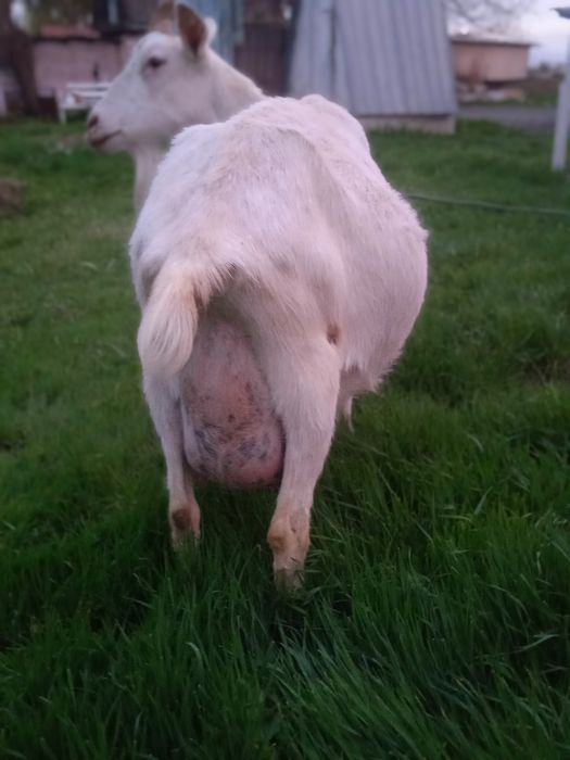 130 000 коза зааненская