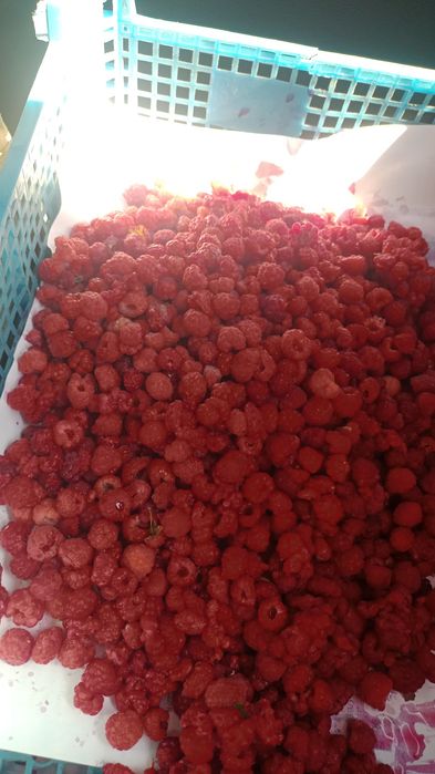 Продам малина домашний