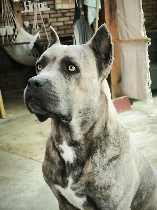 Кане Корсо на две и половина години.